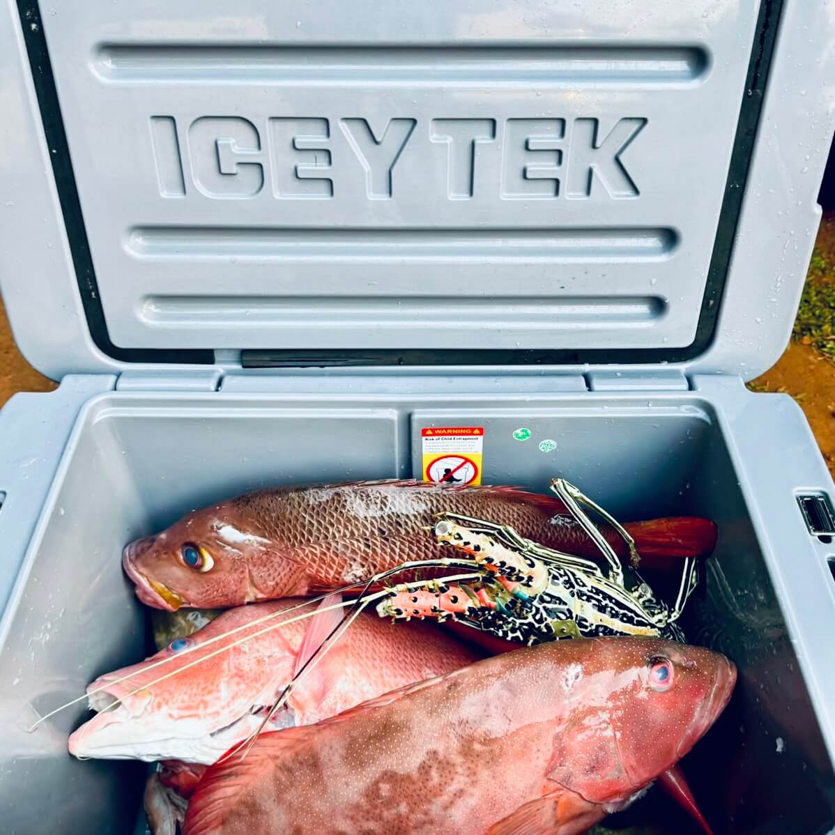 50L Hard Cooler