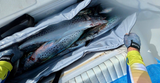 FLAT FISH BAG 100